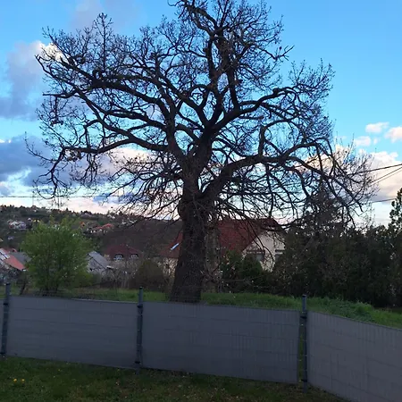 Makra-tető öregtölgy