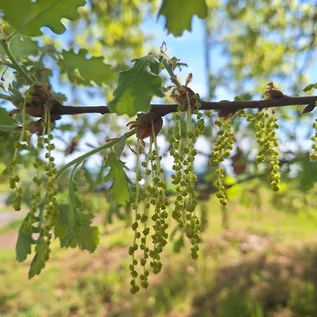 Apartmán Makra-teto Oeregtoelgy